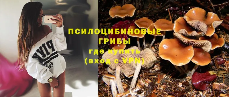 Галлюциногенные грибы Psilocybe  OMG онион  Кондрово 